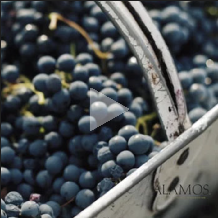 Mendoza Vineyards and Harvest