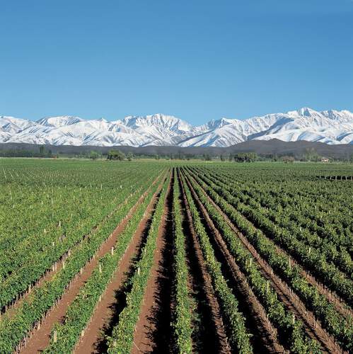 Alamos Wine
