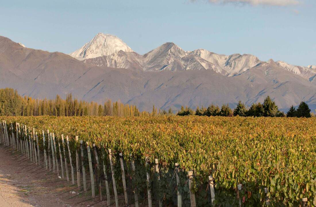 Alamos Vineyards and Andes Mountains